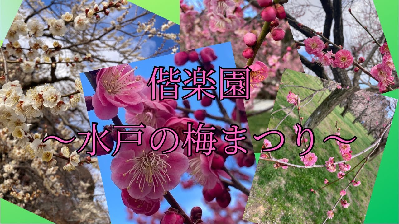 偕楽園～水戸の梅まつり～