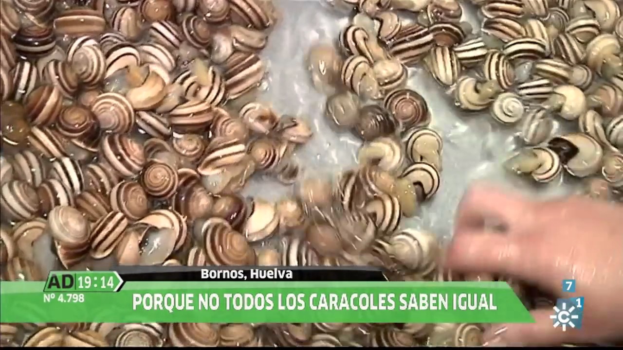 II Feria del Caracol de Bornos (Cádiz) en Andalucía Directo