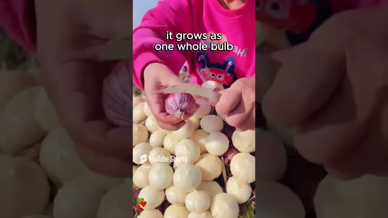 How to Grow Garlic at Home and Get a Big Harvest!