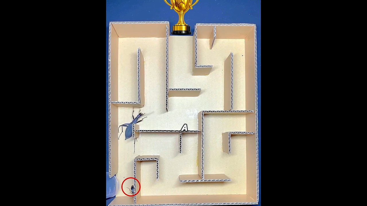 Кто умнее: какой жук? 👀