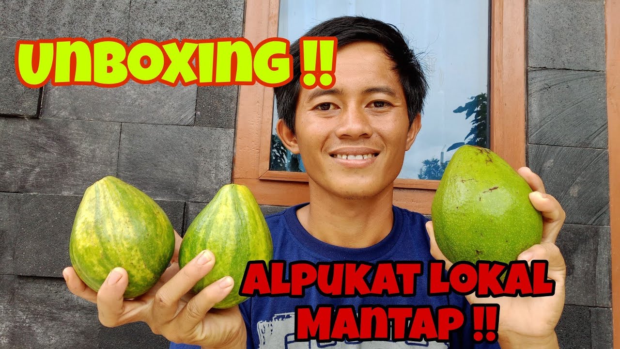 Unboxing Alpukat Lokal Mirip Miki dan Alpukat Variegata