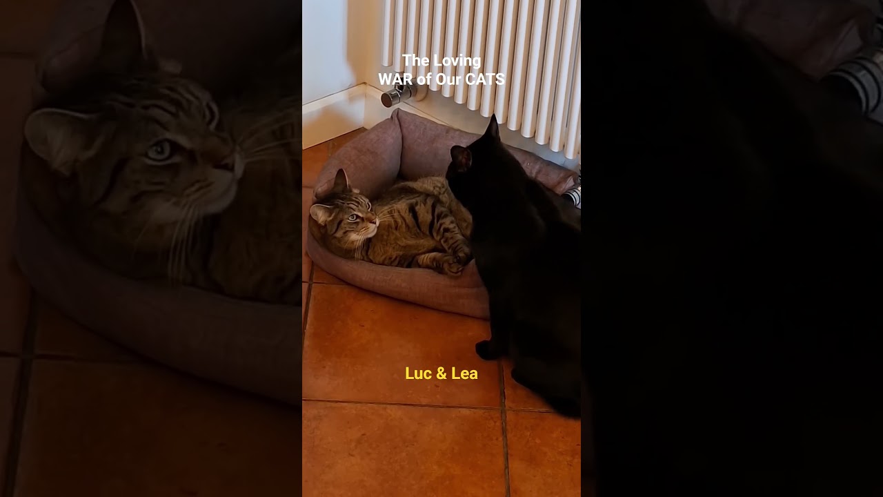 The Loving War of our Cats Luc& Lea #viralvideo #youtube #catshorts #cat #love #warzone #animals