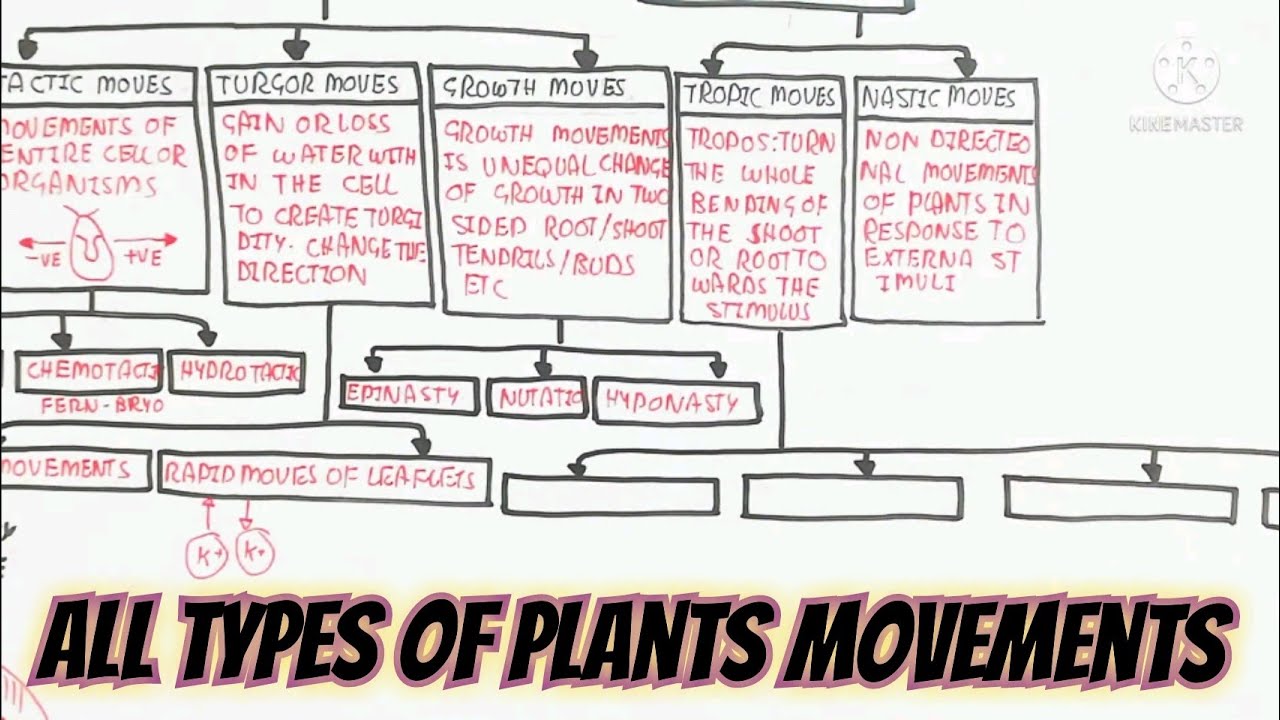 Plant Movements Types/ Stimuli,Tropic,Nastic,Tactic @umerfarooqbiology7083