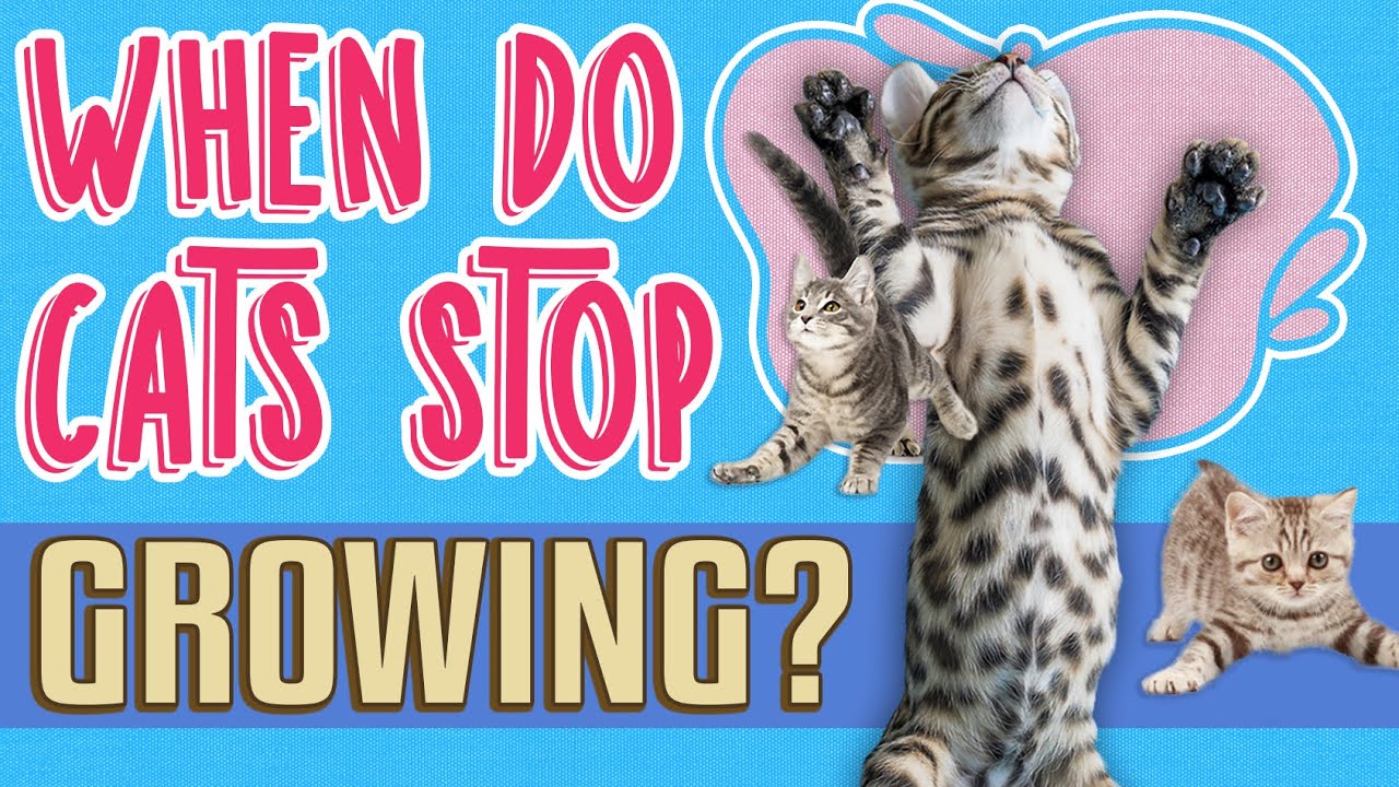 When Do Cats Stop Growing? 🐈 | Stages of a Cat's Growth & Feline Development 🐱🐾