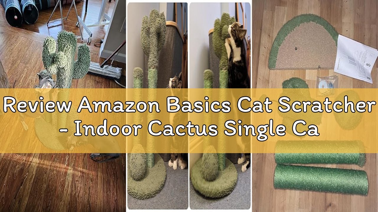 Review Amazon Basics Cat Scratcher - Indoor Cactus Single Cat & Kittens Scratching Post with Danglin