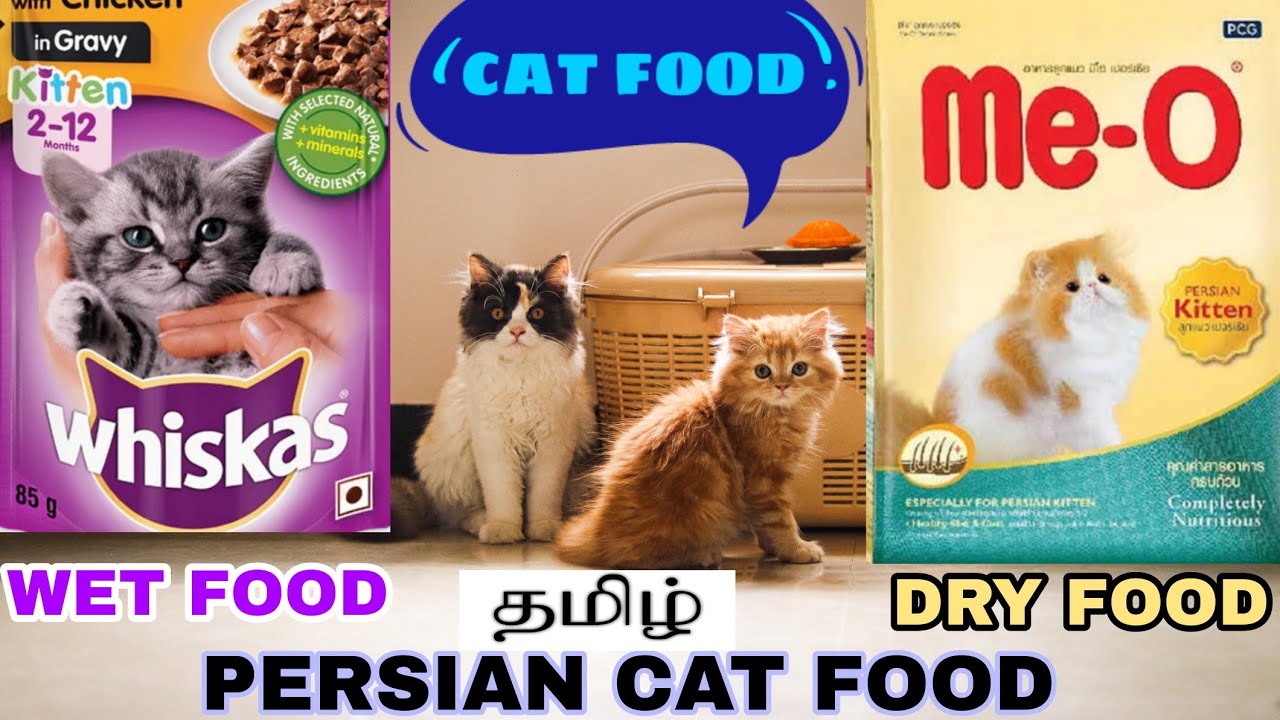 Best food for persian cat | Persian cat food types and schedule | My Kittens | Tamil