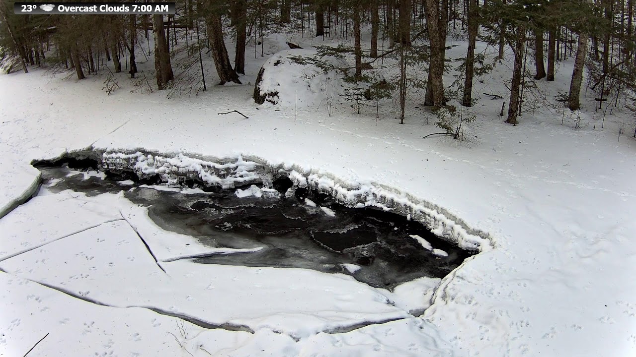 🐦 LIVE Babbling Brook ASMR | Relaxing Forest Stream Sounds | Real Northern Wisconsin Nature