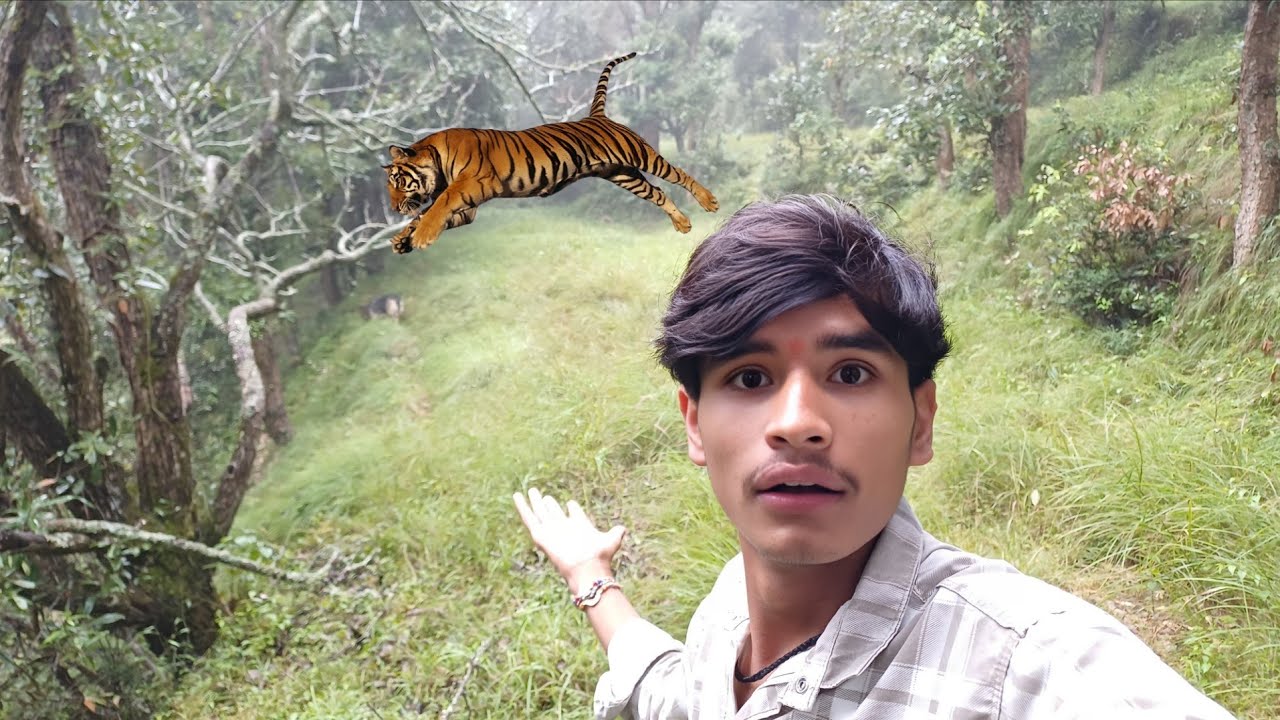 Tiger Attack On Simbha 😯