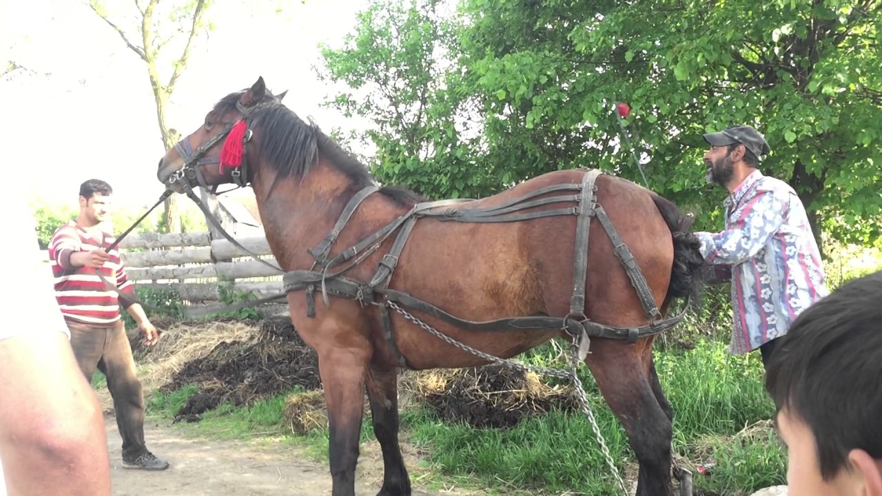 Probe cu caii viste de jos