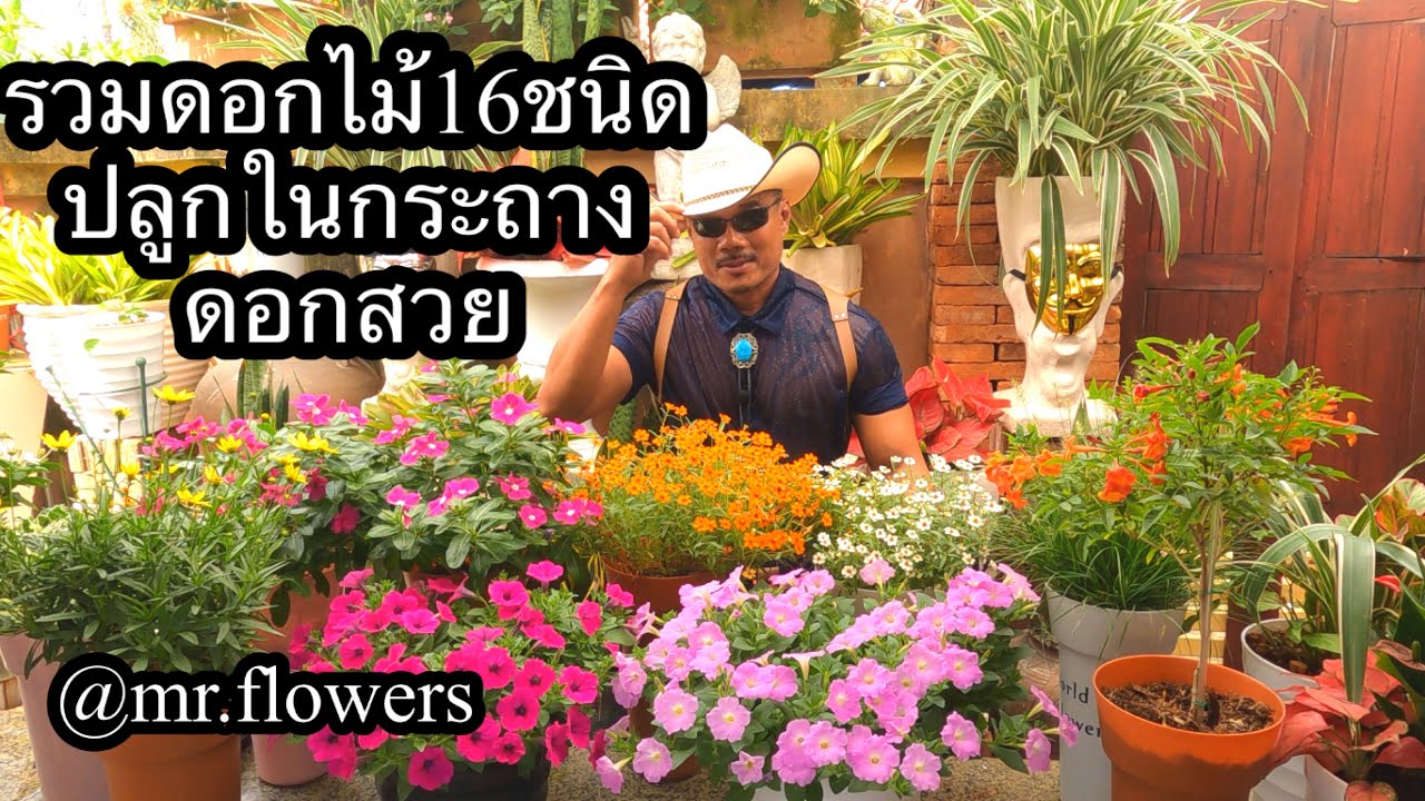 รวมต้นดอกไม้ ปลูกในกระถาง 16 ชนิด ปลูกง่ายดอกสวย ปลูกได้ทั้งปี