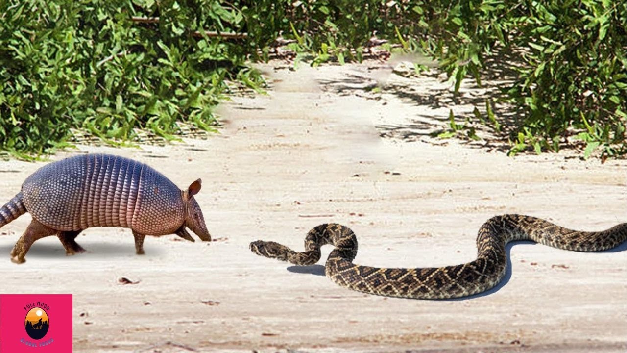 Snake vs Armadillo: Look What Happened When This Snake Attacked Armadillo