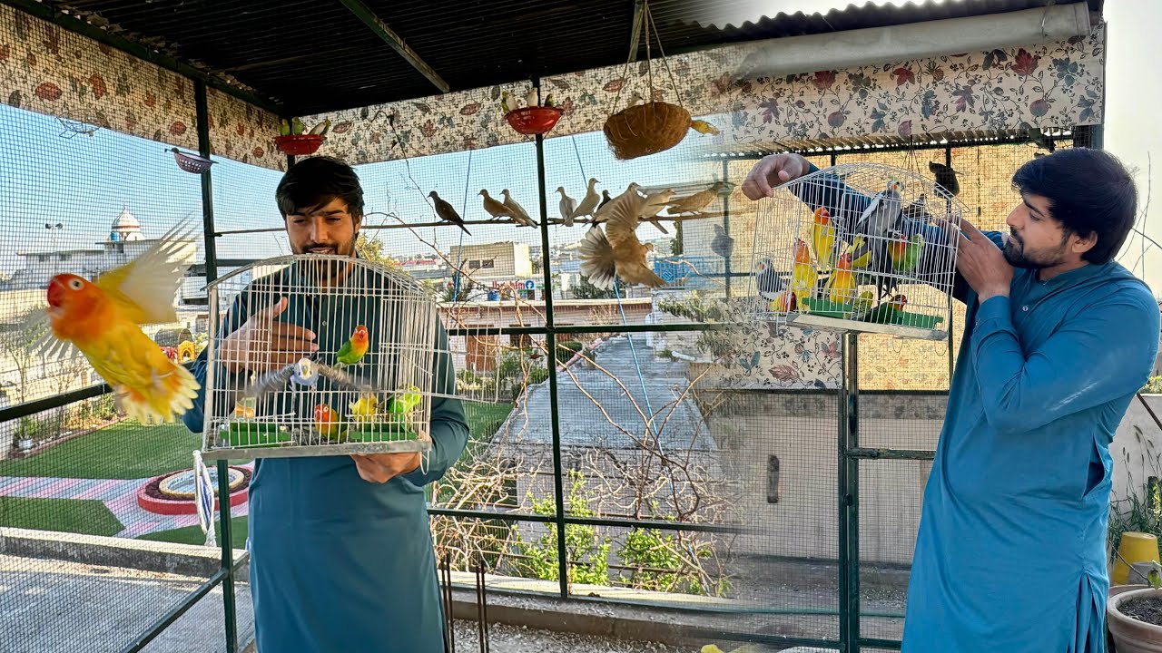Bohat Sary New Parrots Master Cage Mey Chor Diye ❤️