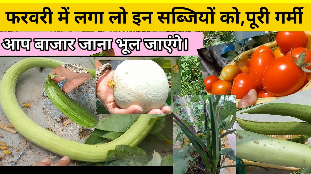 Seeds To Grow In February🌱Summer vegetables । Lफरवरी में लगाना है ये बीज ।detail information 