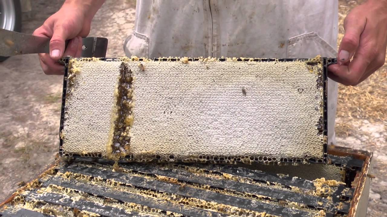 Honey NZ Bee Keeping Manuka Honey