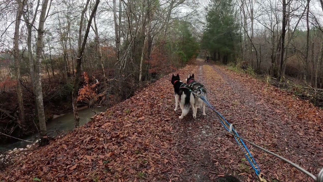 Training run on 12.07.25 (Finn & Vada, Bruce, Anika)
