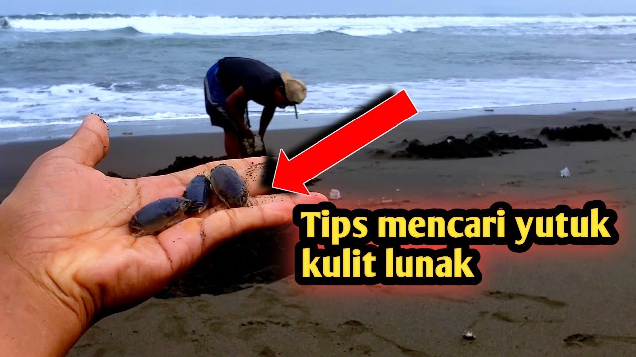 Cara mencari yutuk/ undur undur laut