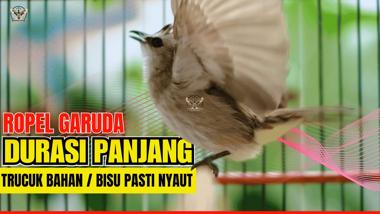 Masteran Trucukan Gacor ROPEL PANJANG Ampuh Untuk Pancingan Trucukan Agar Cepat Menaikkan GACOR