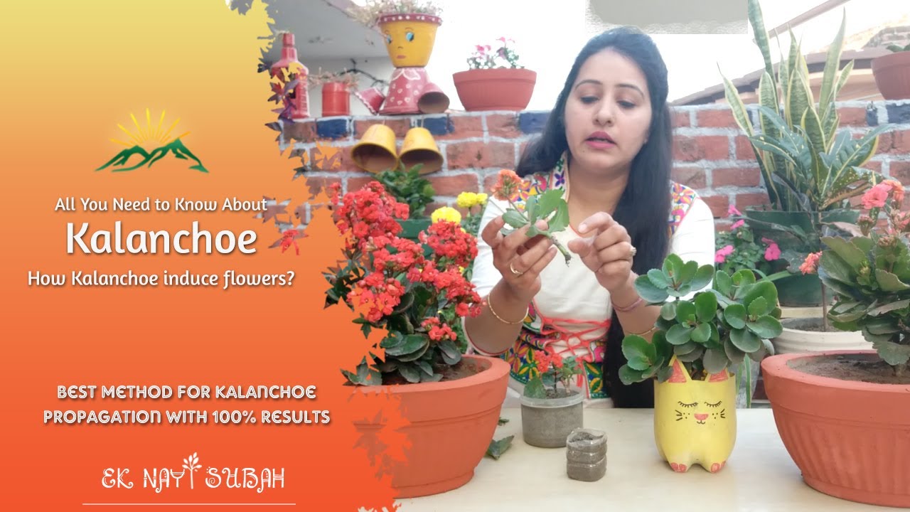 Kalanchoe Plant Care | How to Grow and Care Kalanchoe Plant?