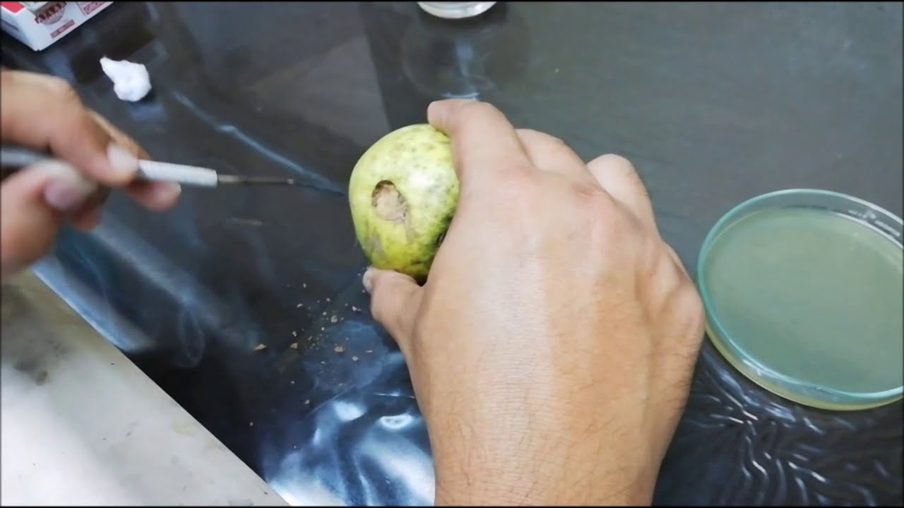 Isolation of fungus from diseased fruit