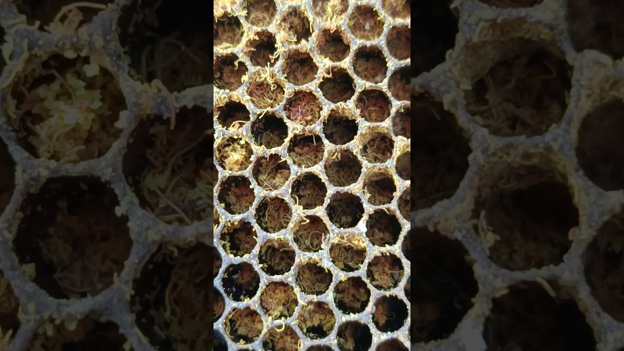 #beefeater #beebreeder #saveourbees #honeybeesting #honey #workerbee
