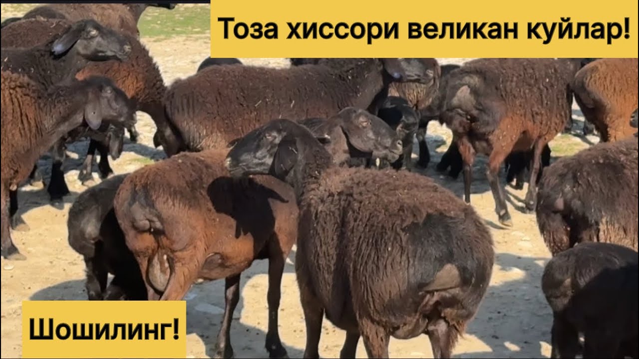 Великан хиссори куйлар! 972210096☎️ 991549411☎️