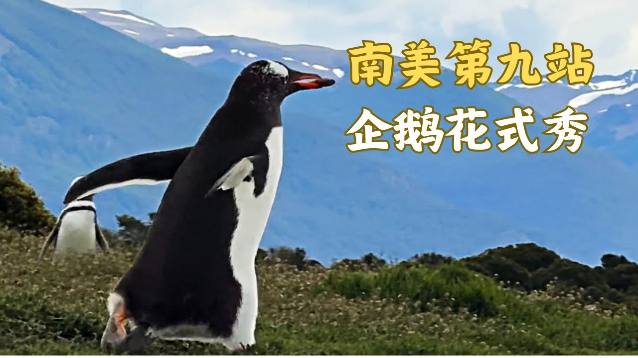 南美第九站：萌力十足的麦哲伦企鹅！