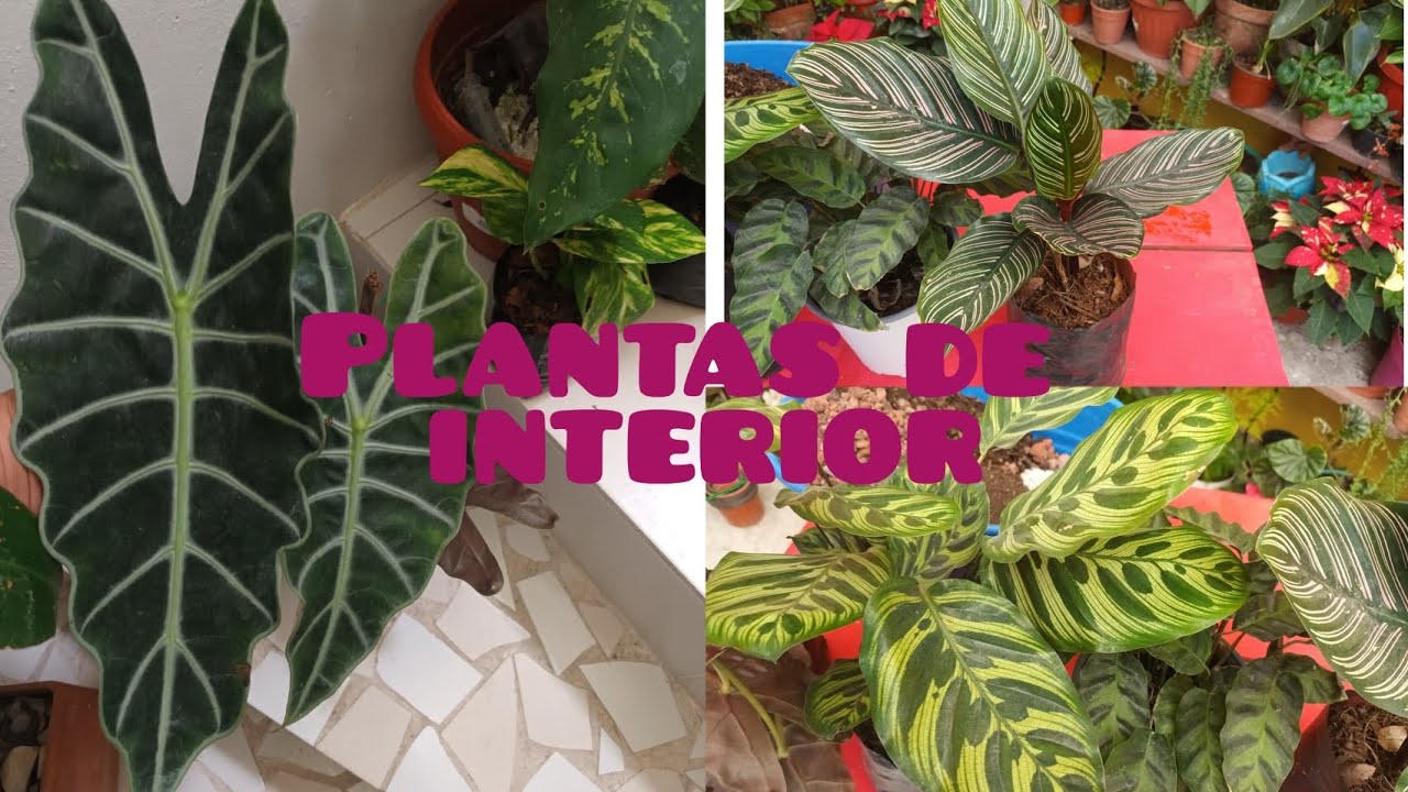 SUSTRATO PARA PLANTAS DE INTERIOR #calatea #calatea #alocasia #plantasdeinterior #plantasdesombra