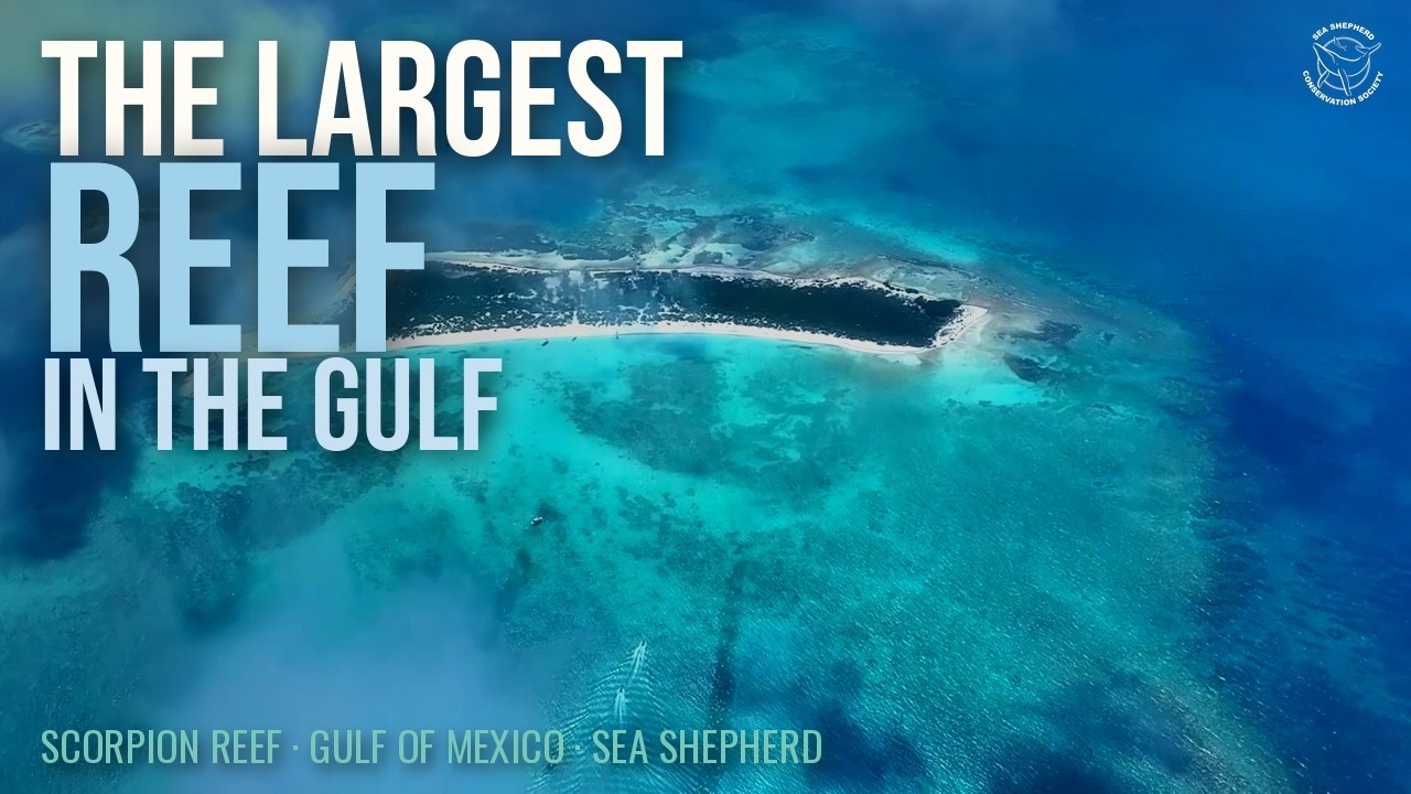 Sea Shepherd Scorpion Reef Documentary