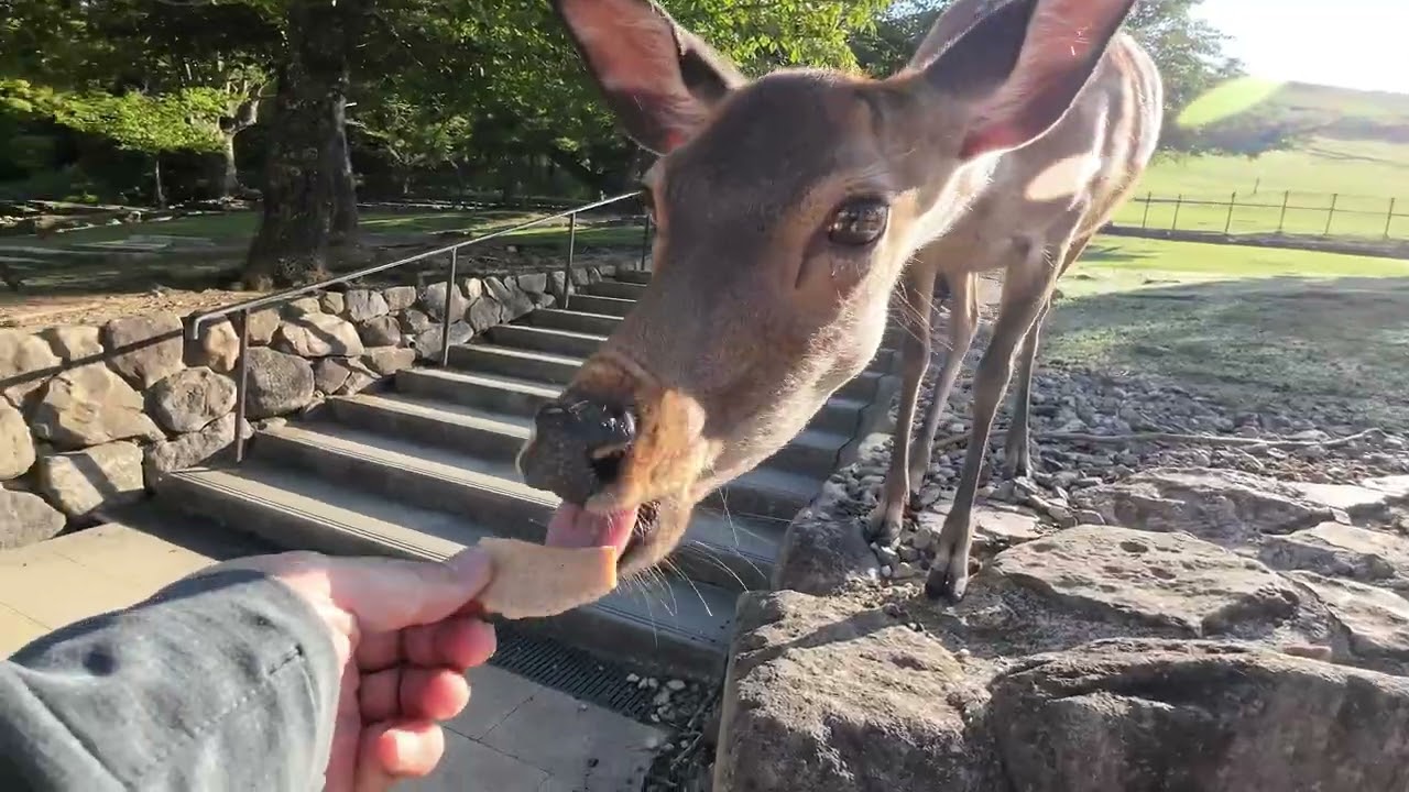 奈良公園　角を研ぐオス鹿さん