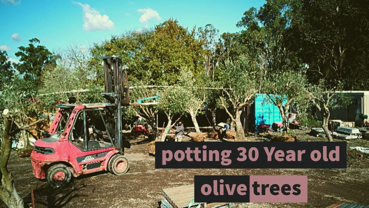 Potting up 30 year old olive trees