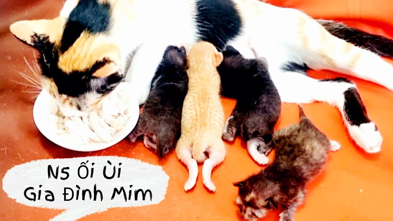 N5 Ối Ùi Gia Đình Mim 