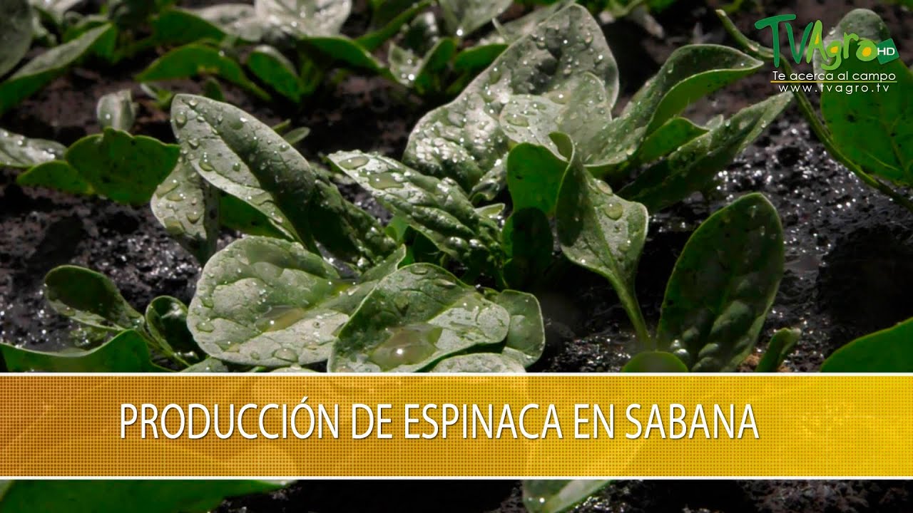 Producción de Espinaca en Sabana - TvAgro por Juan Gonzalo Angel Restrepo
