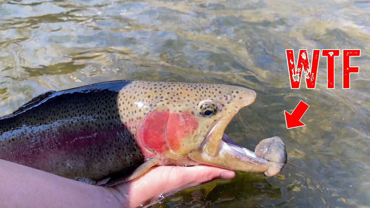 I Caught a GIANT MUTANT FISH on my LAST CAST!!!!!! (Spring Creek Fishing)