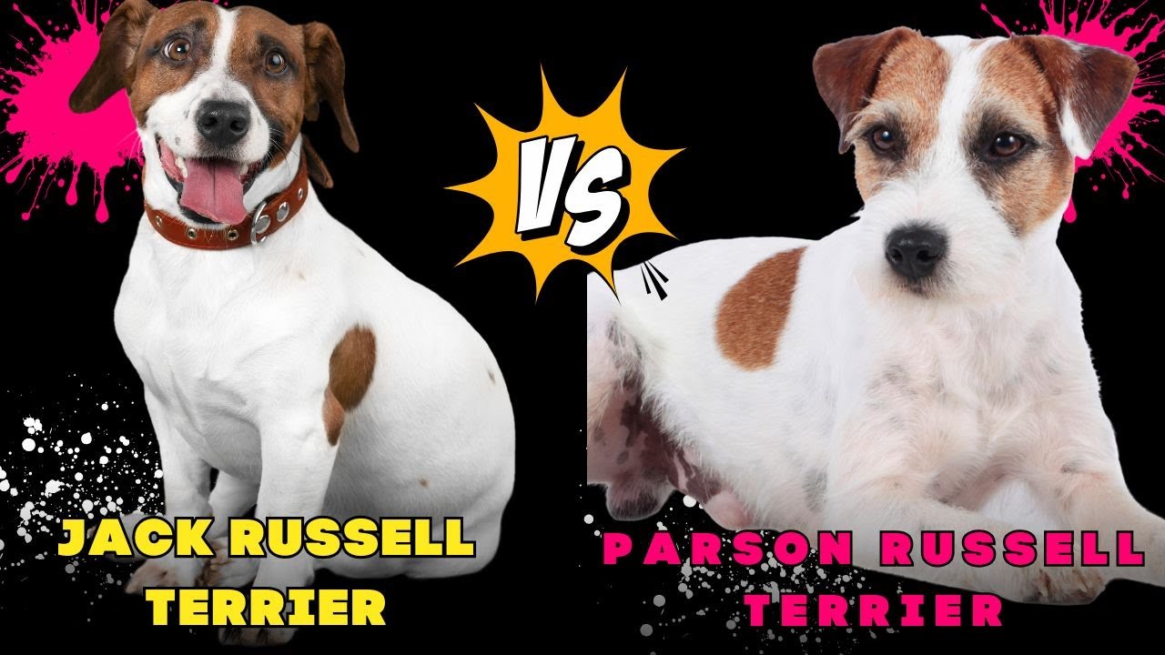 Jack Russell Terrier VS Parson Russell Terrier