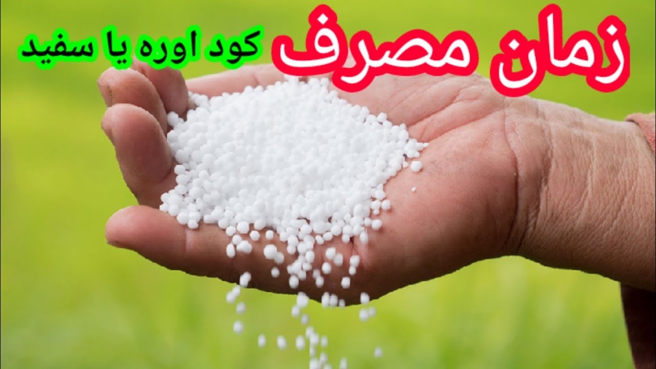 زمان مناسب مصرف کود | کود اوره را چه زمان مصرف کنیم؟|روش مصرف کود سفید یا یوریا |بهترین زمان استفاده