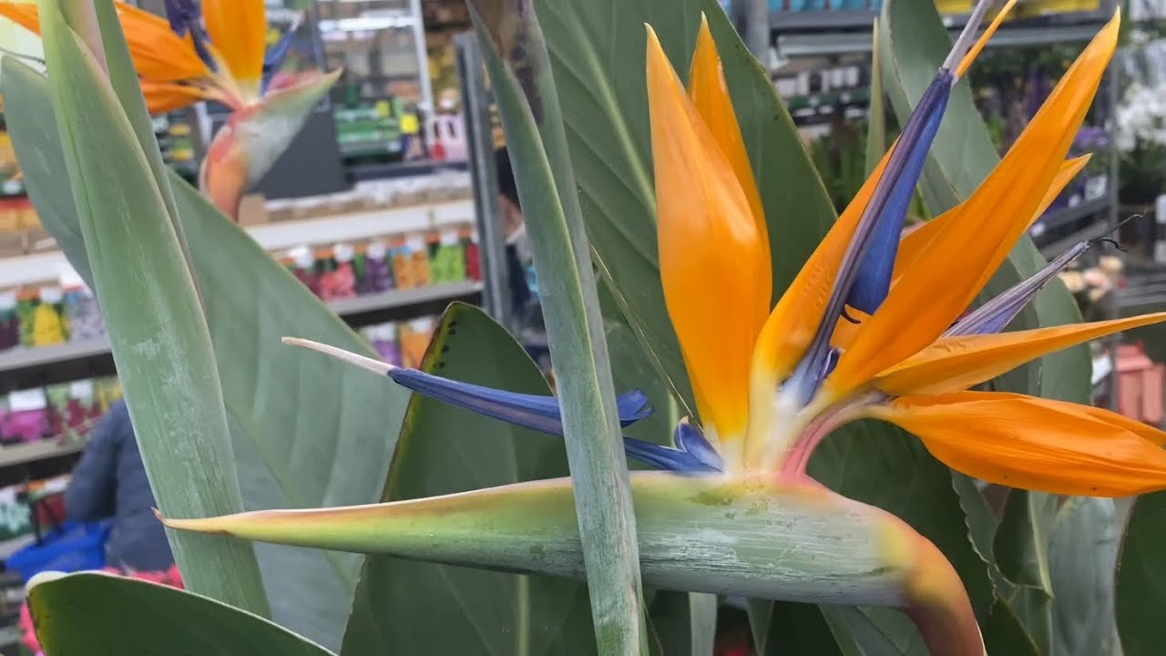 ОГЛЯД: що привезли в САДОВИЙ ЦЕНТР🌿 Весняні квіти, саджанці і рідкісні рослини