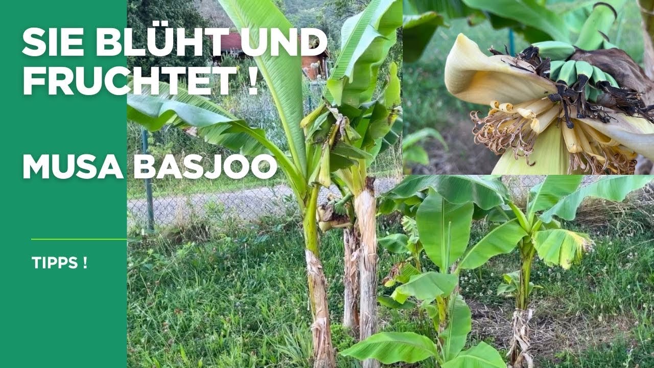 Musa Basjoo blüht ! Was passiert dann ?