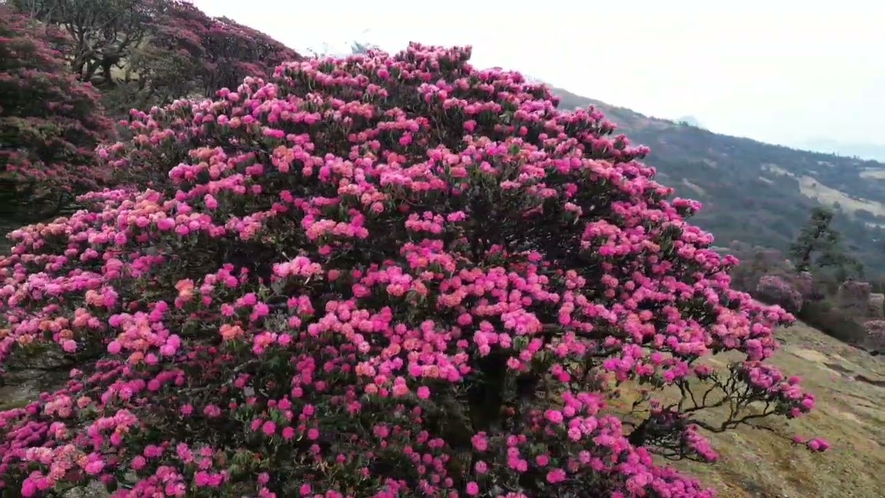 Natural Beauty | Rhododendron: National Flower of Nepal 🇳🇵