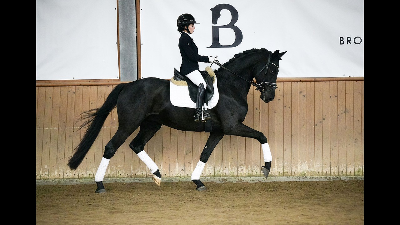 Fiderio - Wallach - 2021 geboren (Flashback x Desiderio)