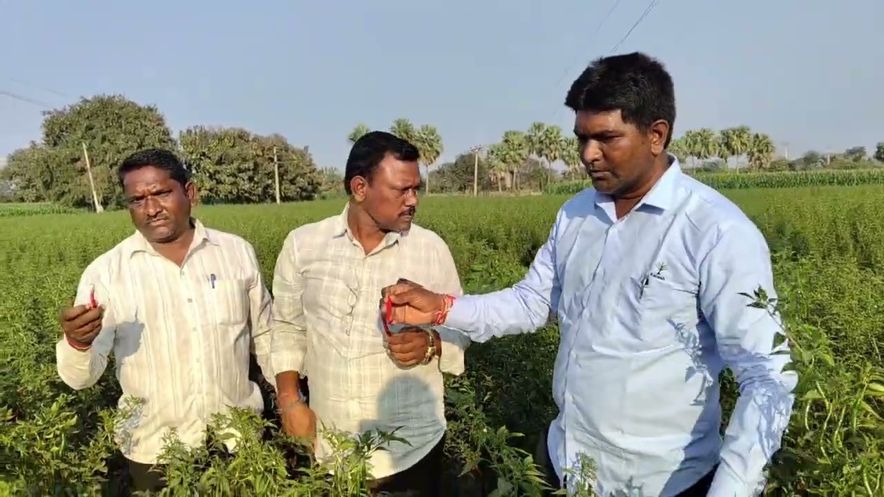 చుట్టూ నల్లి ప్రభావం వున్న కూడా తట్టుకొని కలష్ సీడ్స్ 1878 తేజ మిరప రకము చిక్కటి పూత కాయలతో వుంది 