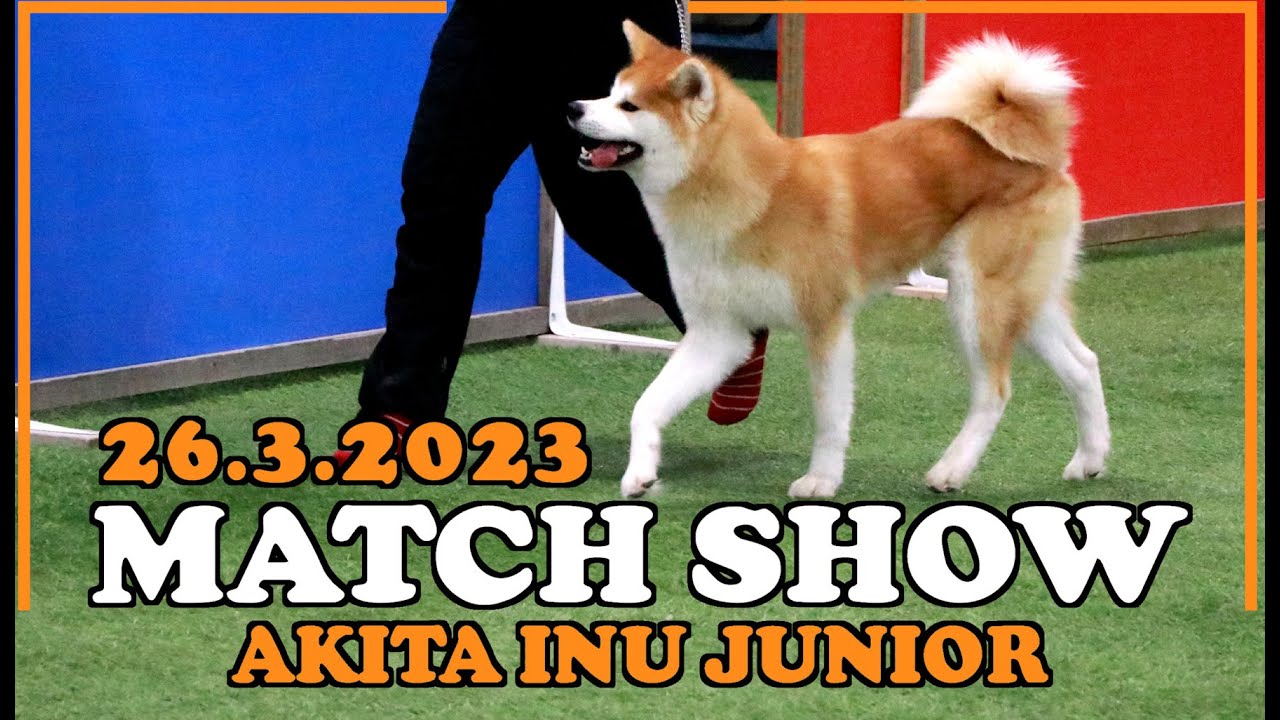 Match Show Training | Akita inu junior | 2023