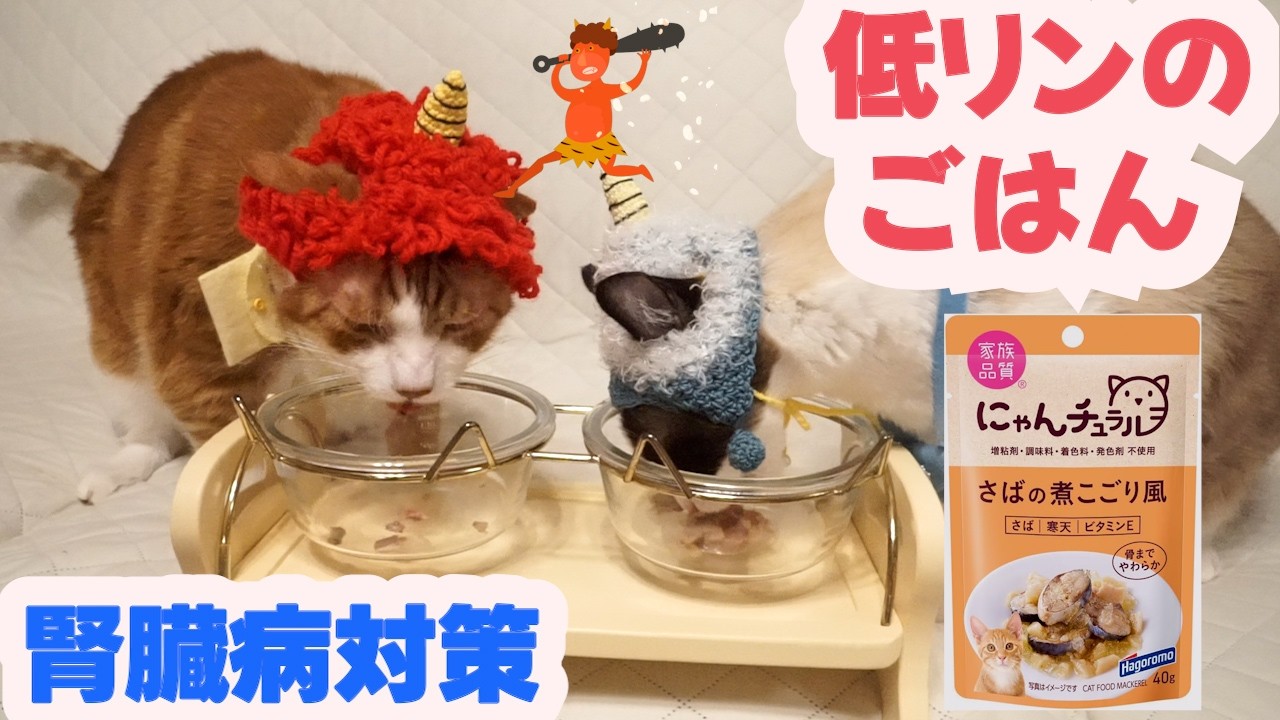 鬼帽子を被りにゃんチュラルをトライした猫はこうなりました Measures for cat kidney disease