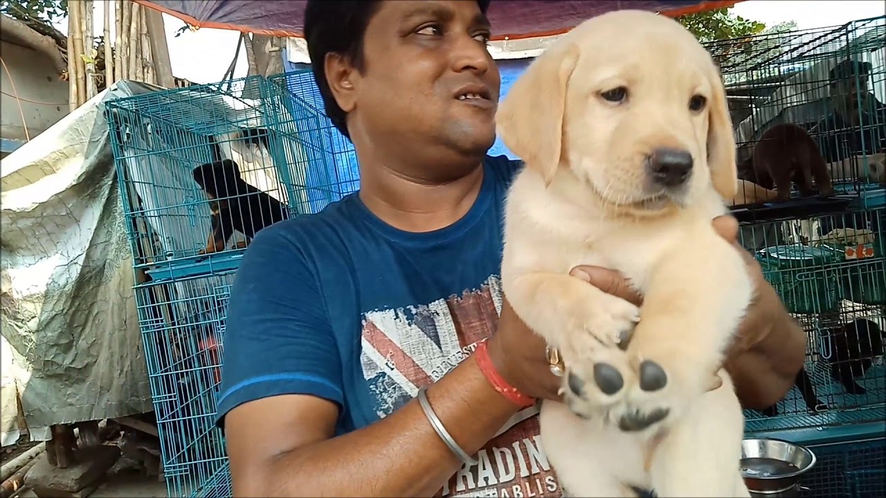 Energetic Labrador & Rottweiler Puppy Seller l Galiff Street Kolkata Largest Pet Market