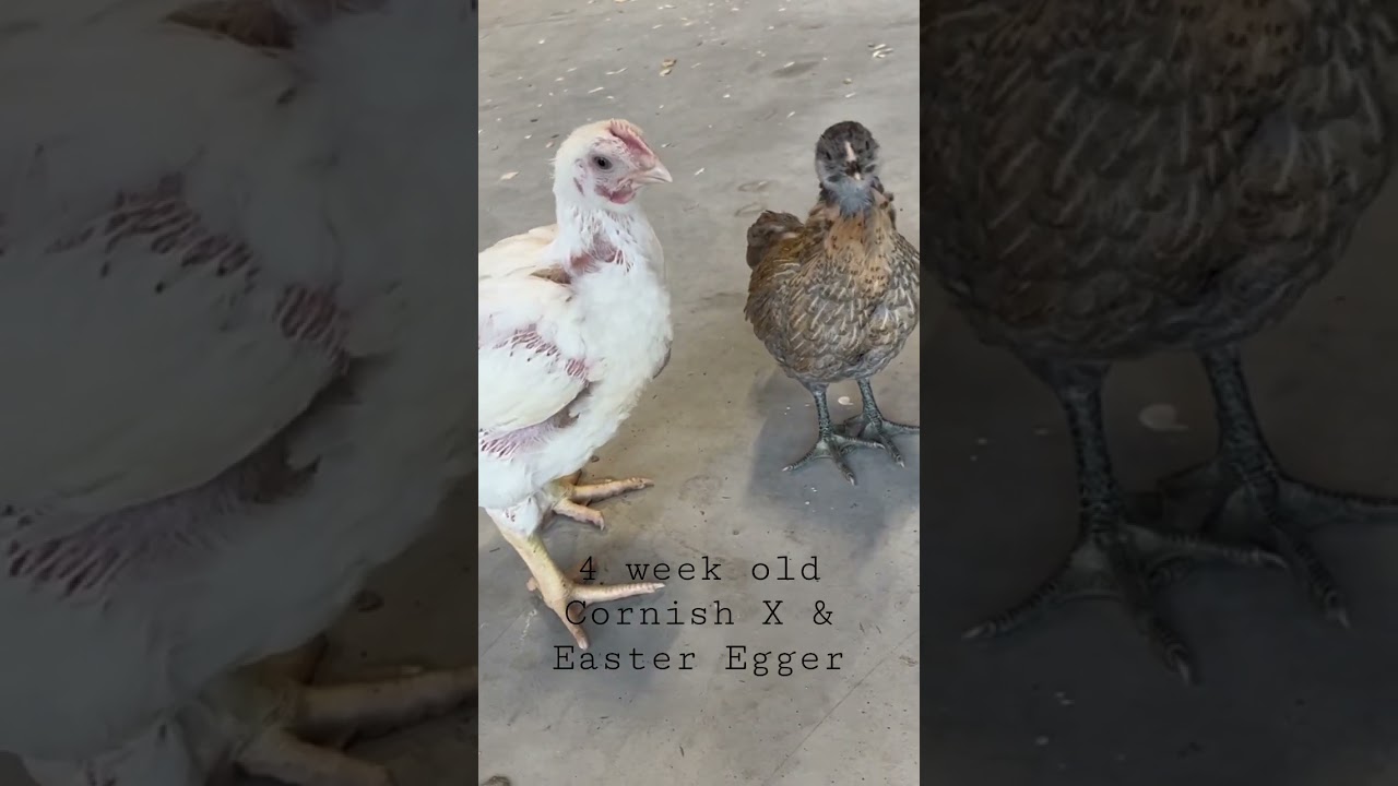 Cornish Cross Vs Easter Egger
