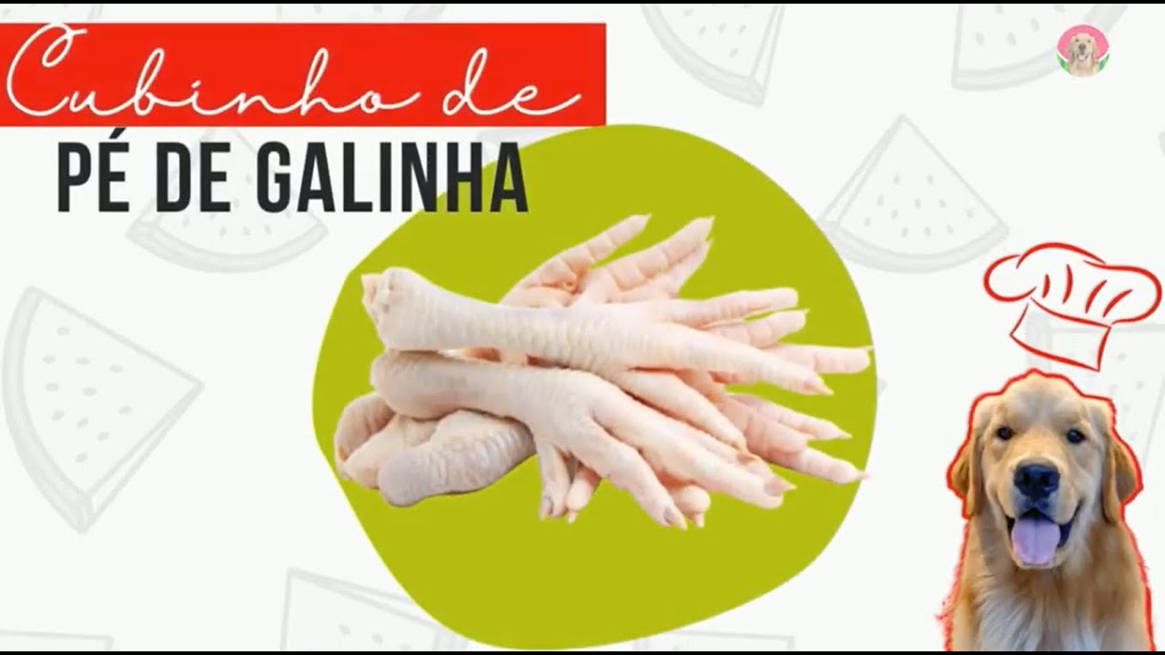Colágeno Natural de Pé de Galinha para pet [Como evitar displasia canina]