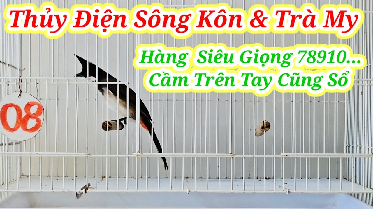 THỦY ĐIỆN SÔNG KÔN 28/2 #chaomaotranphuongquannam #chaomaotranphuongquannam