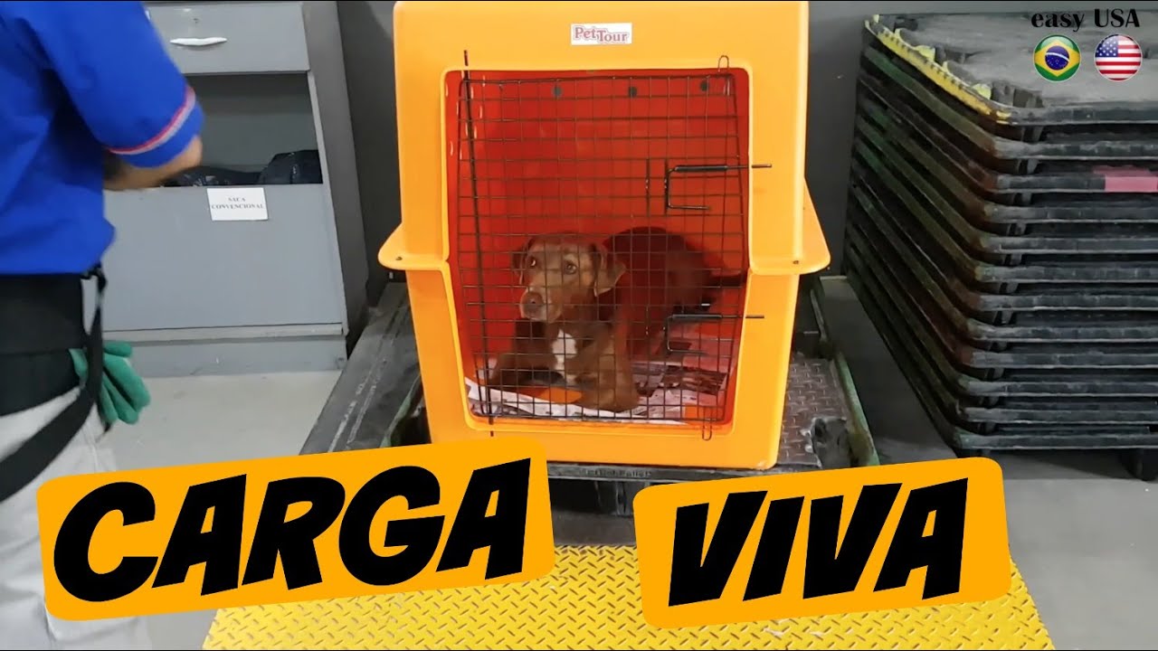 VLOG #02 - ENVIO DO FRED - CARGA VIVA