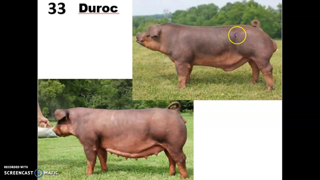 Swine Breeds