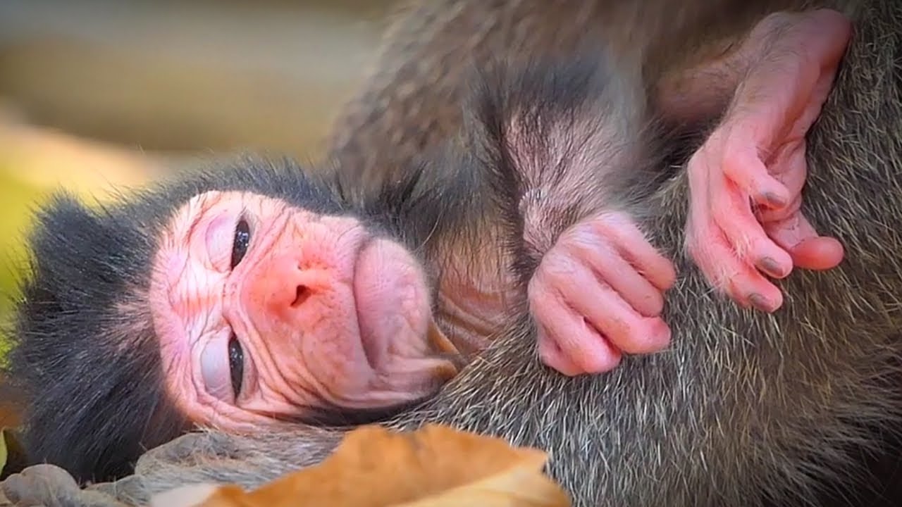 Cutest moments , lovely newborn baby monkey , Adorable Wildlife
