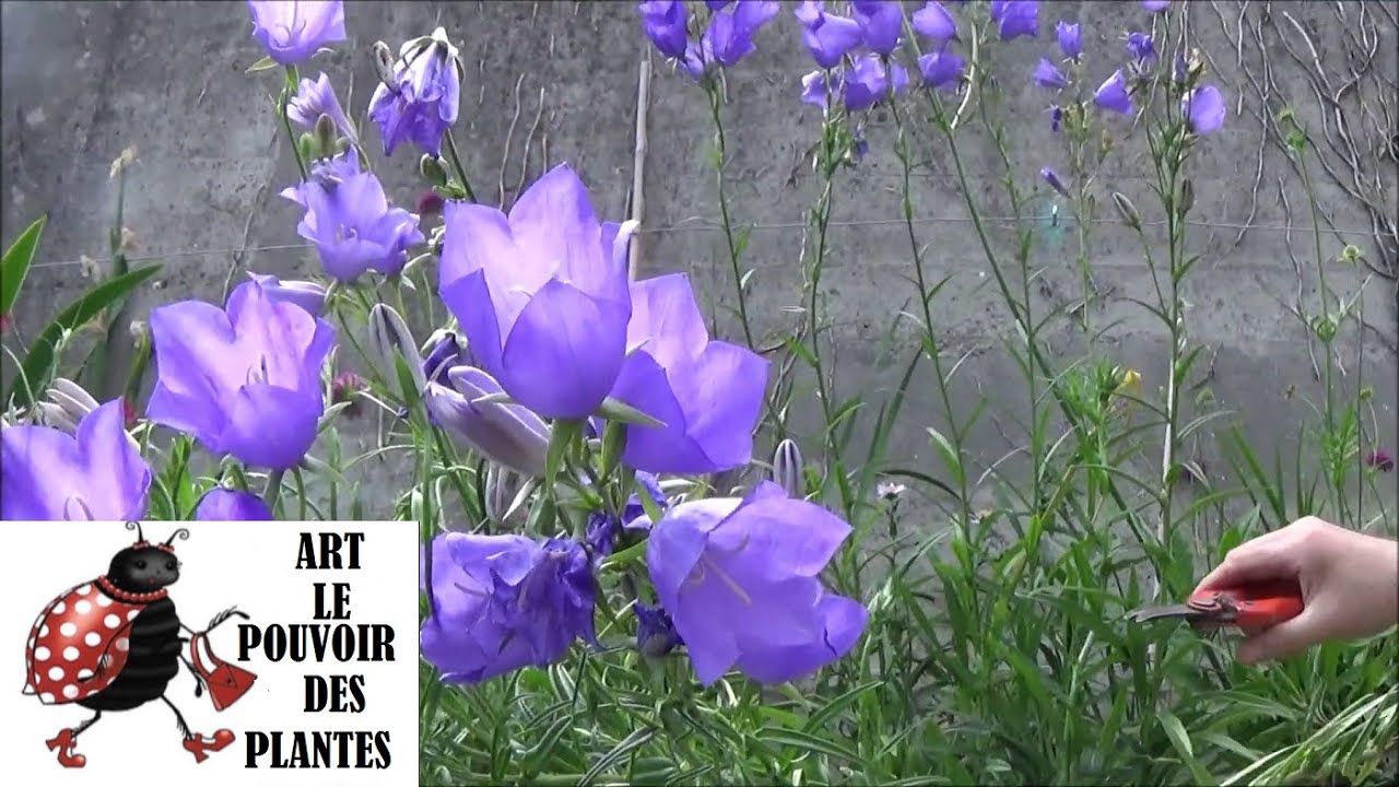 Tuto jardin: Taille et entretien: Campanula persicifolia: Plante vivace